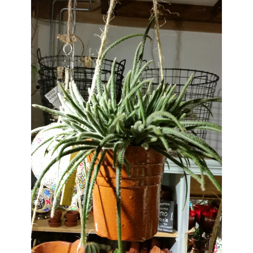 Beoordeling Ondeugd Reizen Retro planten hanger met hangcactus